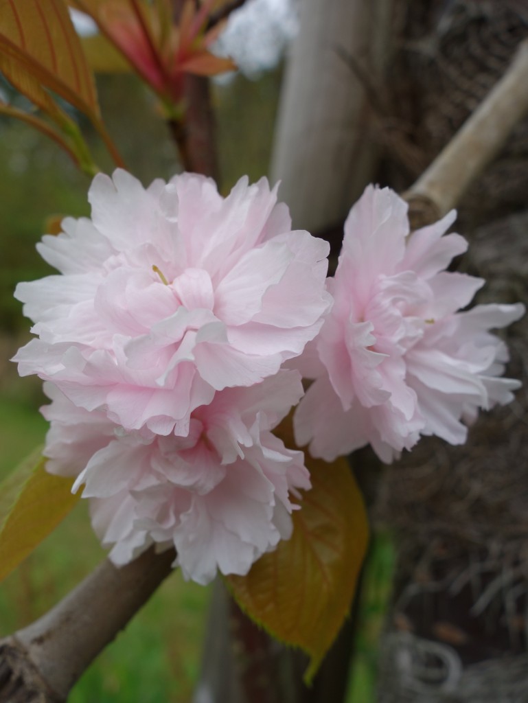 珍種！鎌足桜
